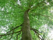 American Beech (fagusgrandifolia) quart pot