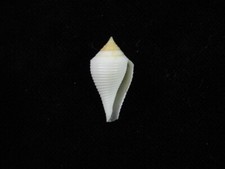 Muschel Conus atractus 24,4mm ID#7760