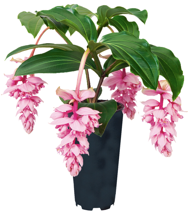 Royal ZENZ Magnifica Medinilla Plant~Live Well Rooted STARTER Plant~ VERY  RARE | eBay