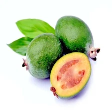 20 PINEAPPLE GUAVA TREE SEEDS "Brazilian Fig Guava Fruit" Tropical Flower Plant
