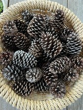 40 Tennessee Loblolly Pinecones Holiday Decor...