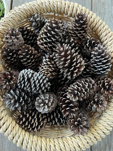 40 Tennessee Loblolly Pine Cones Holiday Decorating Crafting White Brown 3-4"