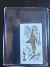 2025 Topps Allen & Ginter Hammerhead Shark Mini 50 Fish from Global Waters