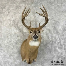 #31488 WC | Whitetail Deer Taxidermy Shoulder Mount For Sale