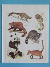 Original 1984 Color Animal Print Giant Panda/Olingo/Kinkajou/Coati/Raccoon/+