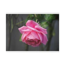 Pink Rose Matte Canvas Print, Stretched, 0.75"