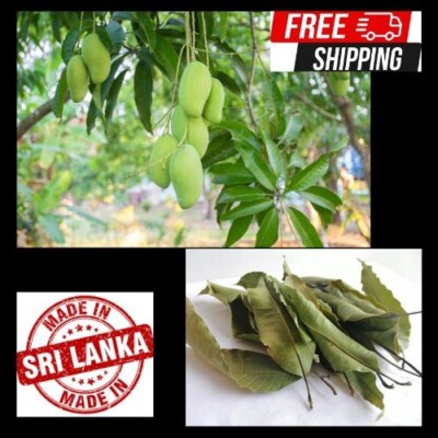 Fresh Dried Mango Leaf ; Diabetic ;100% Organic Mangifera indica leaves 25g