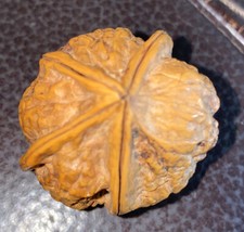 rare four segmented walnut