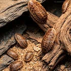 Best Live Feeder Insects Dubia Roaches - Multiple Sizes and 50, 100, 250, 500cts