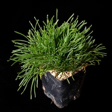 Oxalis polyphylla var. heptyphylla - 3.25" pot - Bulb