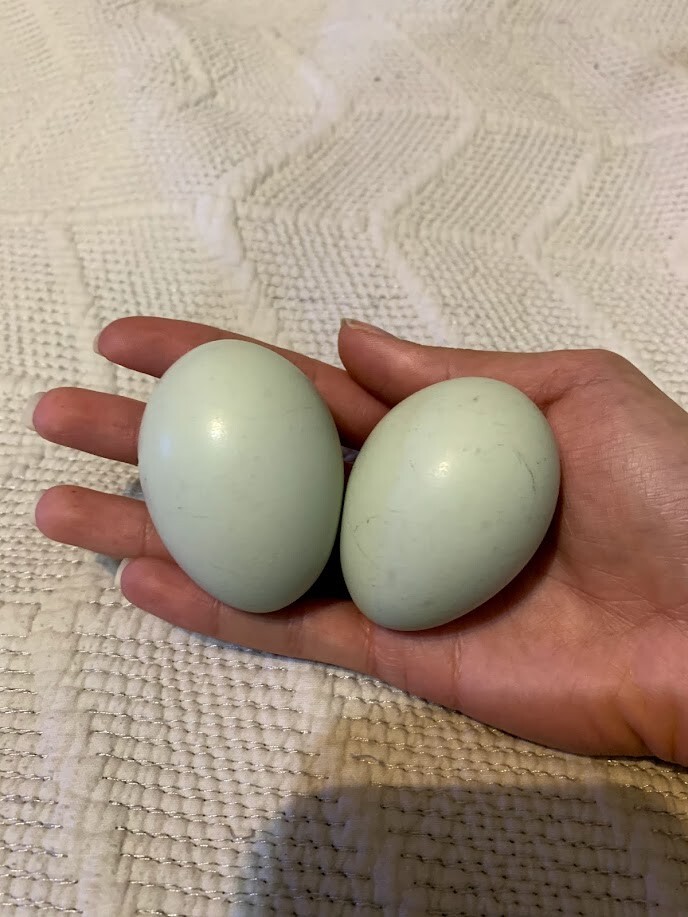 Ayam Cemani Hatching Eggs Hatching Eggs for sale
