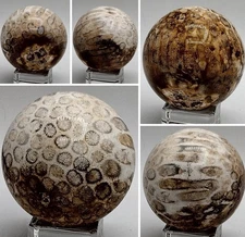 Fossil Coral Sphere 52.1mm (2.05”) – 172g Honey Brown Agatized Coral Fossil