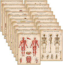 19 Pack - Vintage Anatomy Posters - Laminated - Muscular, Skeletal, Digestive, R