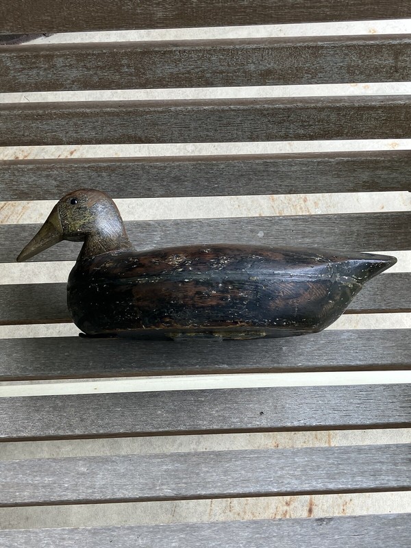 Older East Coast blackduck