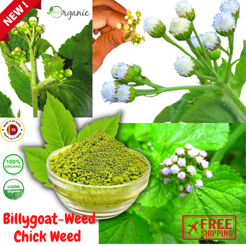 BILLYGOAT CHICK WEED 100% Pure Sun-Dried Leaves Ageratum Conyzoide Ceylon Herbal