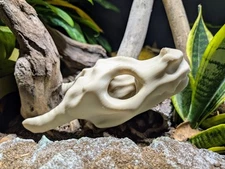 3D Printed Dragon Skull - DnD Artwork