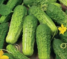 Boston Pickling cucumber seeds - 10 seeds organic non GMO 