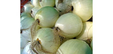 Onion Like Apple Walla Walla Sweet Very Mild Jumbo Size  Round Shape 80 Seeds