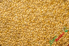 (0,84€/kg) Gerste 25 kg Braugerste großkörnig sauber Brieftauben Nager Hühne