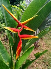 HELICONIA MARGINATA RED LIVE TROPICAL RHIZOME EXOTIC PLANT