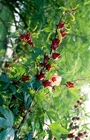 Thai Roselle Seeds/HIBISCUS SABDARIFFA/Jamaican Sorel/Rosella Fruit/Herb/Herbal