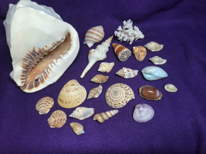 Lot of Clean Sea Shells Seashells