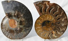 Large Black Ammonite Pair Crystals 125mm 110myo Dinosaur age FOSSIL 5.0" n2502dd