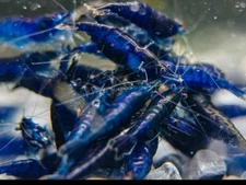 10 Ocean Blue Blue Diamond Freshwater Neocaridina Aquarium Shrimp  FREE SHIPPING
