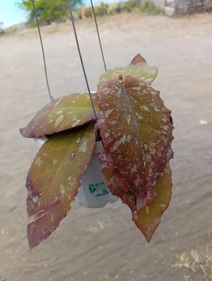 Real Picture Hoya Undulata Red Orange Splash
