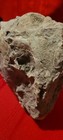 ALIEN SKULL REAL BONE EXTRATERRESTRIAL RARE SPECIMEN UFO SPACE NASA GOVERNMENT  — photo 3