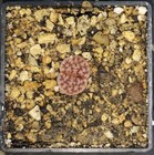 Lithops karasmontana Axels Rose - XP1016, phyto available, living stone, mesemb