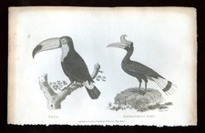 1809 Copper or Steel Engraving 6 3/8x9 5/8 1809 Zoological Lectures Plate 54