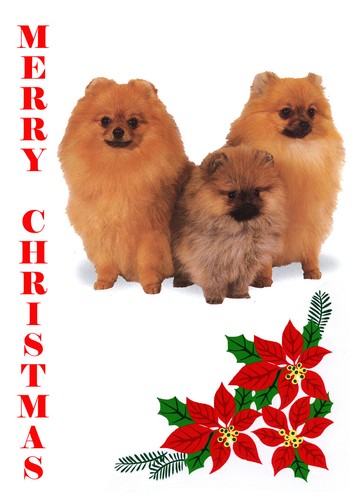 POMERANIAN SINGLE DOG PRINT GREETING CHRISTMAS CARD - 第 1/1 張圖片