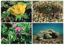 Postcard> Yellow Horned-Poppy, Herb Robert, Sea Pea, Sea-Kale (Multiview)