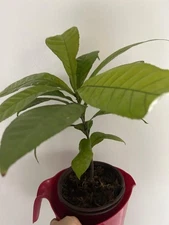 Tanaka Loquat Tree  (rare)- 1 seedling, self-fertile. Plant similar to pictured.
