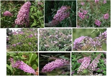 Butterfly Bush * Pink Delight *Sweet Smelling Butterfly Bush Shrub     100 Seeds