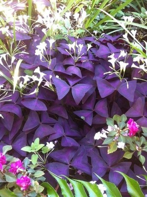 Oxalis Triangularis Wood Sorrel (Purple Shamrock) (Bulb/Not Plant) - US Seller!