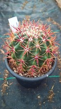 Ferocactus fordii cactus piante grasse succulente caudex