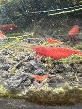Neocaridina shrimp - Bloody Mary Shrimp