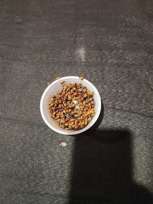 500 Live Ladybugs For Clean Organic Pesticide. 