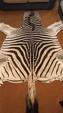 Zebra hide A+ / skin - Large Genuine South African Burchell Zebra hide - 35% OFF