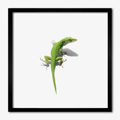 Tulup Foto auf MDF Wanddekoration Kunst Wohnzimmer 50x50cm Grüne Eidechse