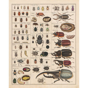 Species Identification Chart