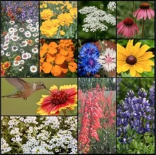 1000+ Wildflower Mix HUMMINGBIRD BUTTERFLY SEEDS - Perennials Annuals Heirloom