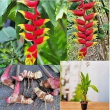 3 HELICONIA ROSTRATA HANGING LOBSTER LIVE RHIZOME EXOTIC TROPICAL PLANT ROOTS