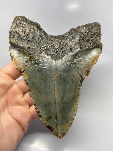 Megalodon Shark Tooth 6.00 inch - Monster - Real Fossil - Natural - Rare 5129 - Picture 8 of 8