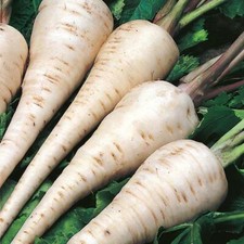 Parsnip White Gem Fresh Vegetable Seeds 