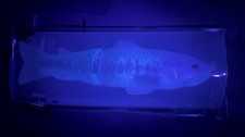 Deps Event LTD 300 UV Bass