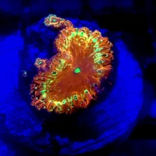 Red & Gold Blastomussa Coral Frag WYSIWYG - Indigo Corals - IC 3706 - Blasto