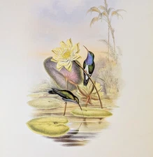 Gould BLUE-BREASTED SAPPHIRE Hummingbirds Vintage Bird Art Print Bookplate 343